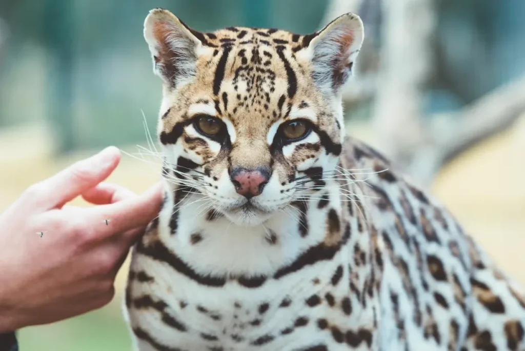 Ocelote